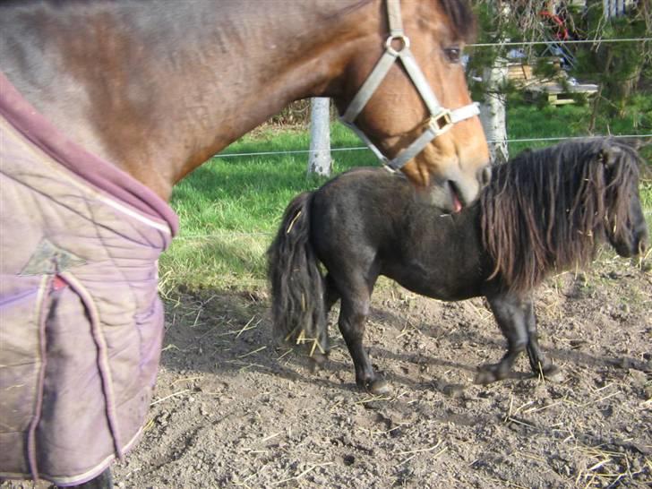 Miniature Bakkely's Speedy - Baby rækker tunge af en beskidt Speedy-mand billede 20