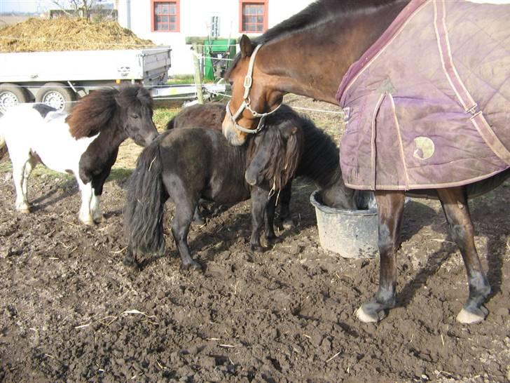 Shetlænder Pøllemor - Pølle 3 sammen med de to andre pøller og Baby-hesten, Februar 2008 billede 11