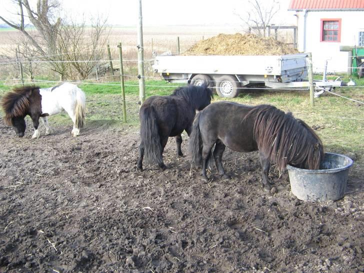 Shetlænder Pøllemor - Pølle 1, 2 og 3 på fold, Februar 2008 billede 12