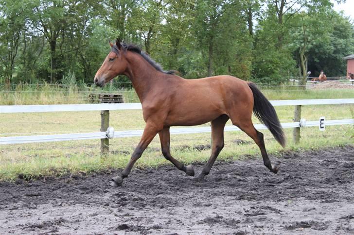 Dansk Varmblod Cadeau - 2 år billede 20