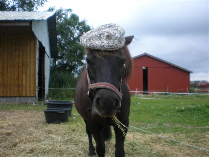 Shetlænder Victoria ( vic ) Himmel pony ( savnet meget ) - fransk heste victoria . billede 10