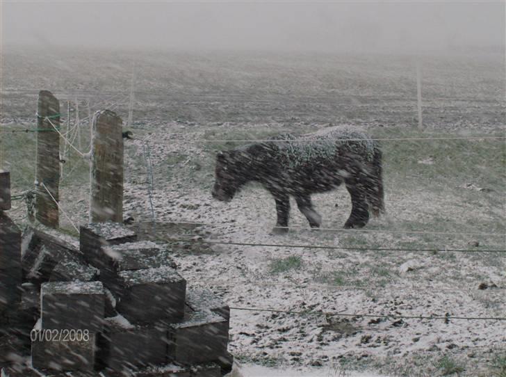Shetlænder Victoria ( vic ) Himmel pony ( savnet meget ) - jeg vil ind når man hedder victoria
Den første vinter vi har vic i <3 billede 11