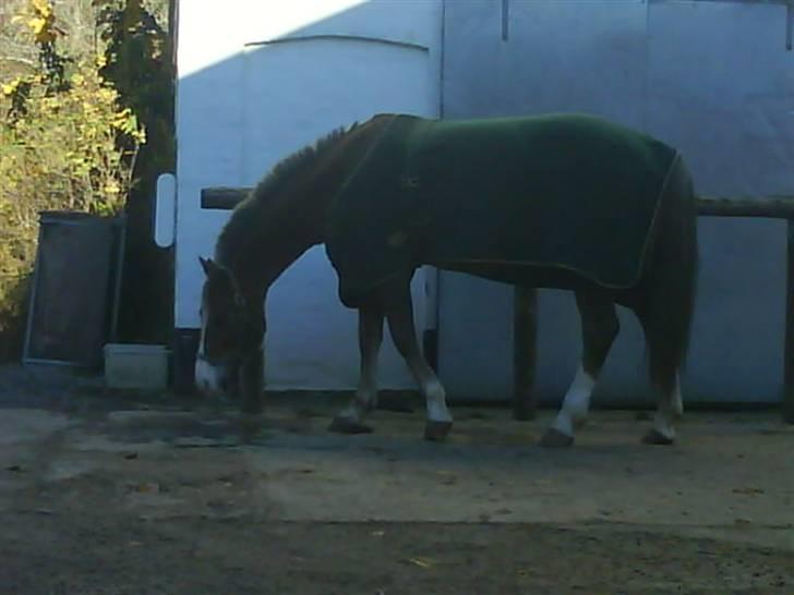 Welsh Partbred (Sec F) zeus billede 6