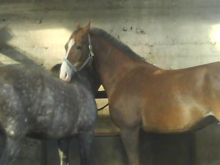 Welsh Partbred (Sec F) zeus - nusse er dejligt billede 7