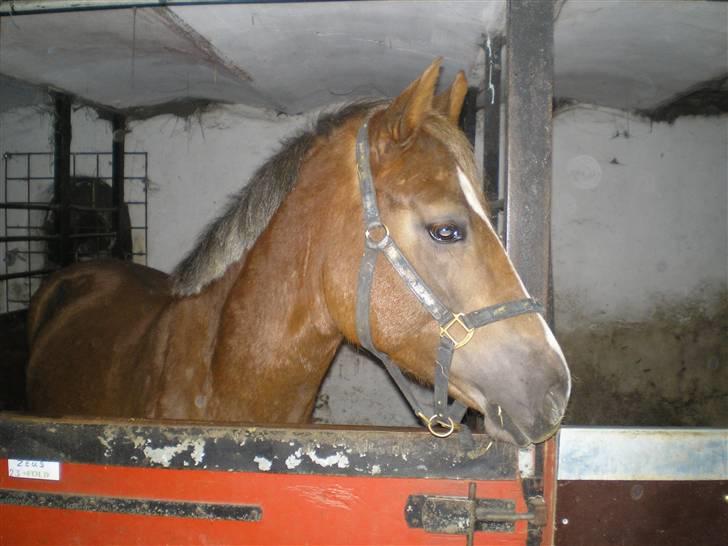 Welsh Partbred (Sec F) zeus - jeg var ikke vildt køn da jeg fik min nye ejer billede 8