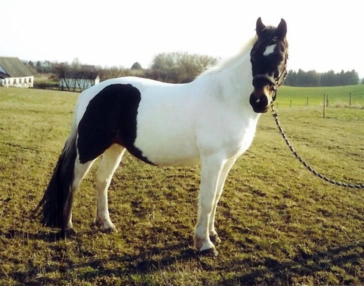 Pinto Puk *Solgt* - Smukke Puk fra siden=) Foto: min mor billede 13