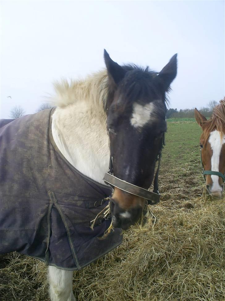 Pinto Puk *Solgt* - Lille Puk på folden. Foto: mig billede 14