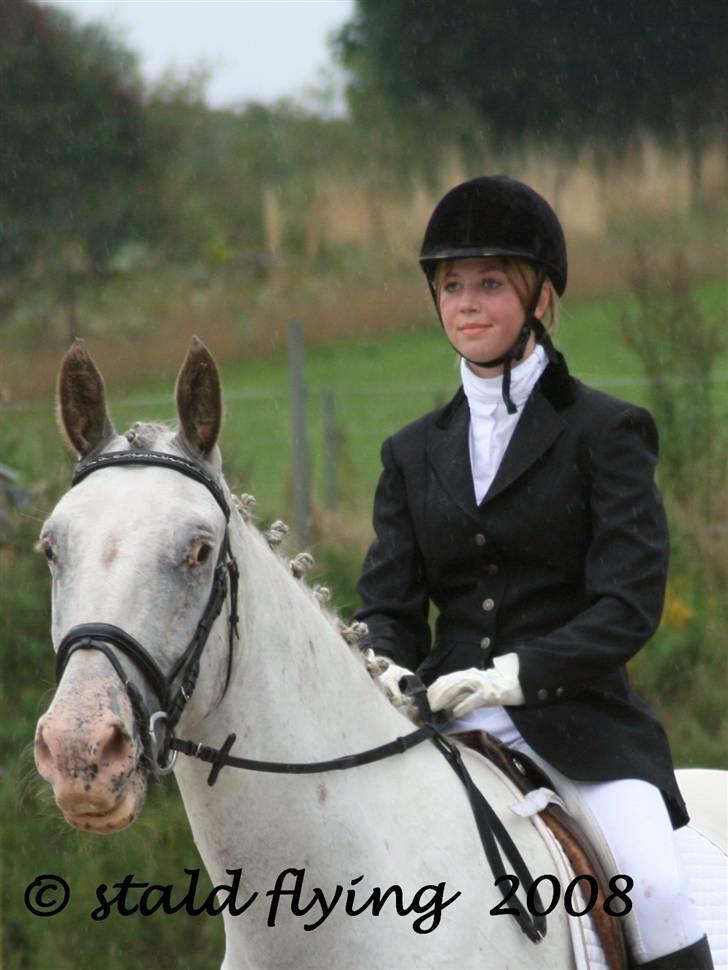 Knabstrupper Flying Alcatraz *solgt* - Første stævne 23-08-08 foto: stald flying  billede 11