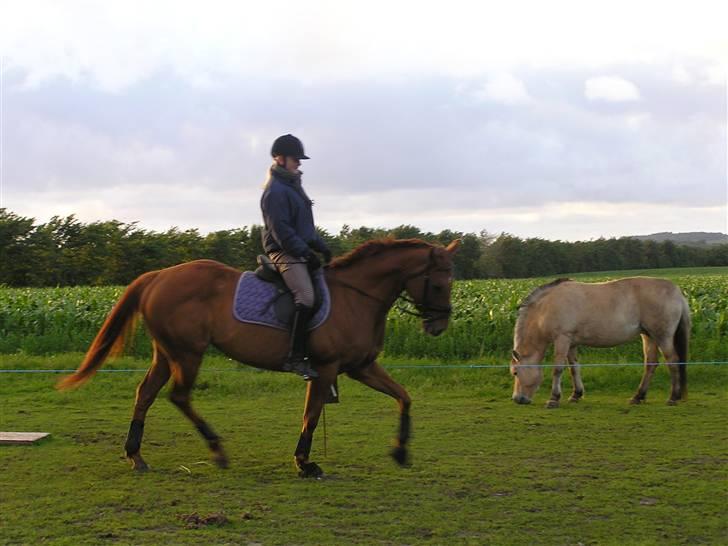 Anden særlig race Østermarkens Ginger - Ginger og jeg 2006 eller 2007 :) billede 5