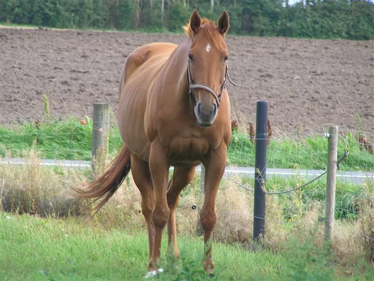 Anden særlig race Østermarkens Ginger - Ginger Sommeren 08´ billede 8