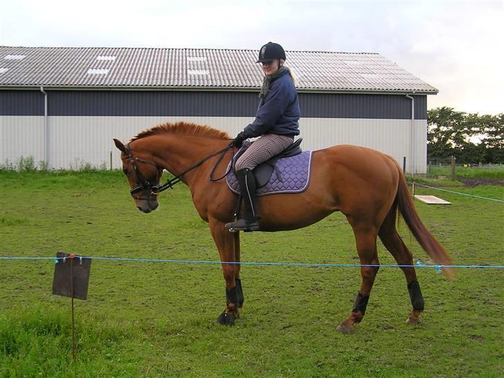 Anden særlig race Østermarkens Ginger - Med rytter :P billede 11