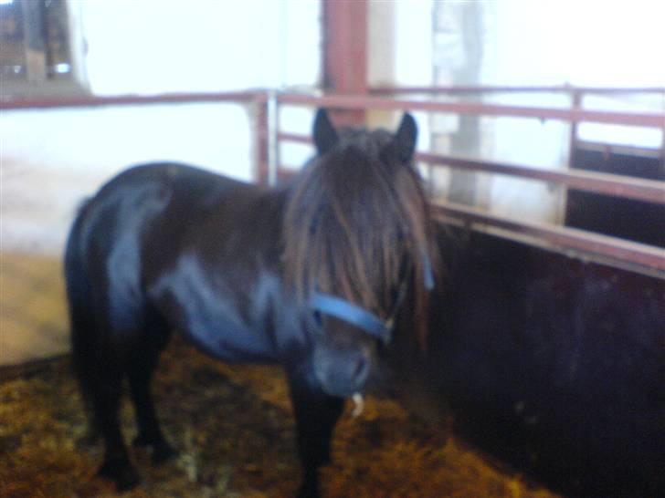 Shetlænder bs(har redet) - velkommen til bs´s profil billede 2