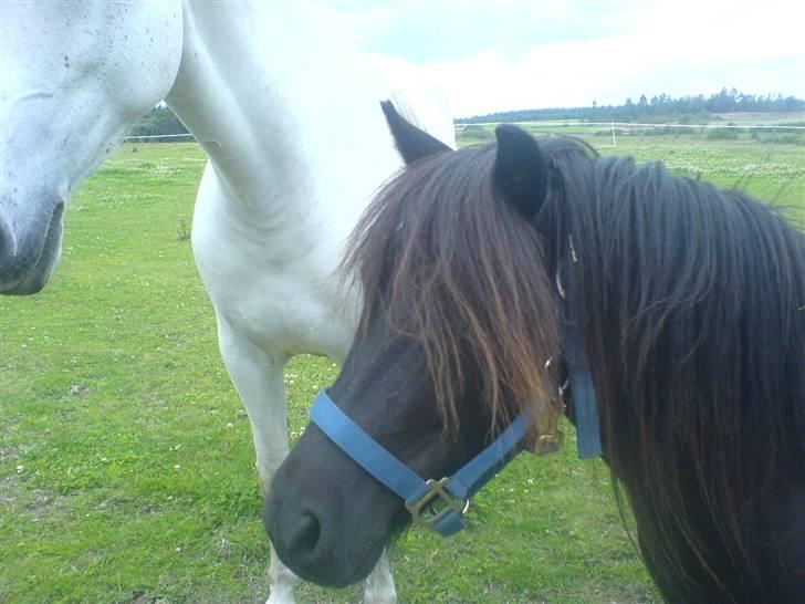 Shetlænder bs(har redet) - på fold billede 3