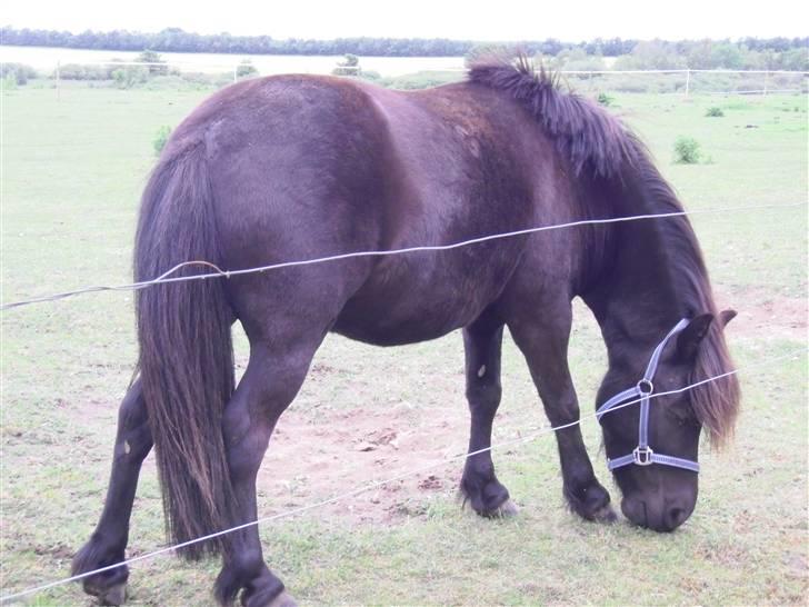 Shetlænder bs(har redet) - på fold sommern2009 billede 4