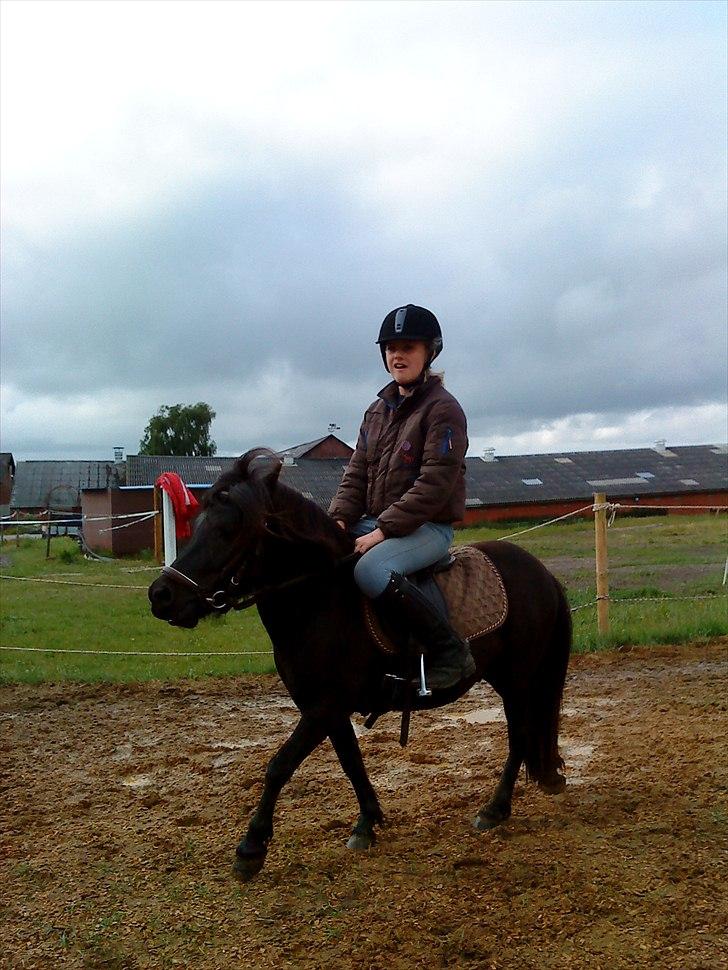 Shetlænder bs(har redet) - træning med mig som rytter billede 6