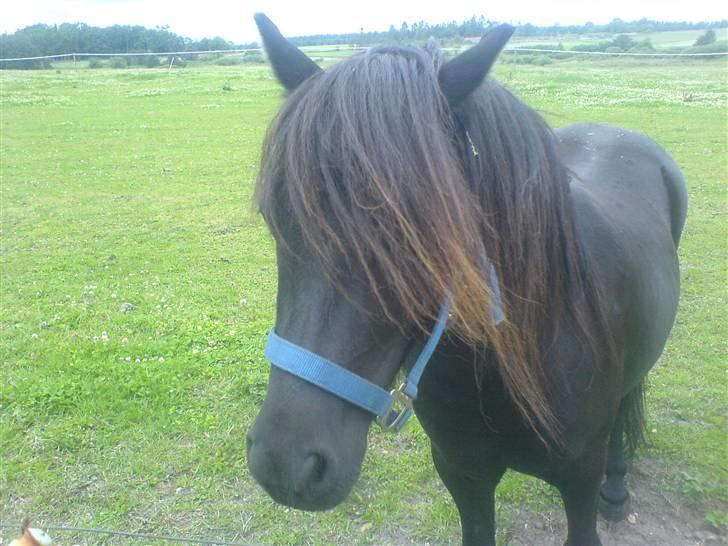 Shetlænder bs(har redet) - fold sommern 2008 billede 8