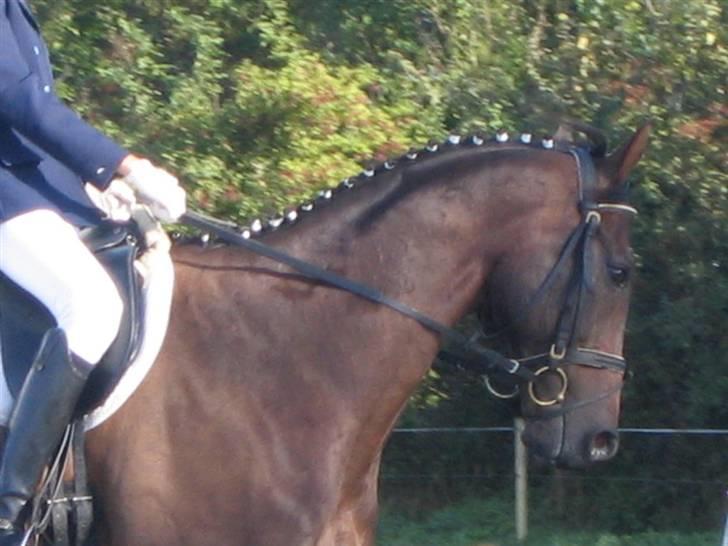 Fuldblod (XX) Masterkova XX - Kova i Dressur til military stævne på Søborggård . billede 7