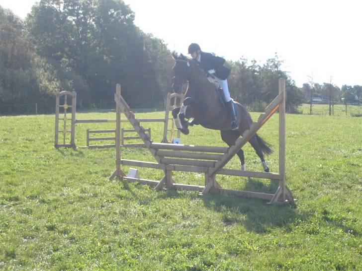 Fuldblod (XX) Masterkova XX - Kova på springbanen til military stævne på Søborggård. billede 8