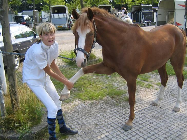 Hollandsk Sportspony Karaat - Mig og Karaat billede 12