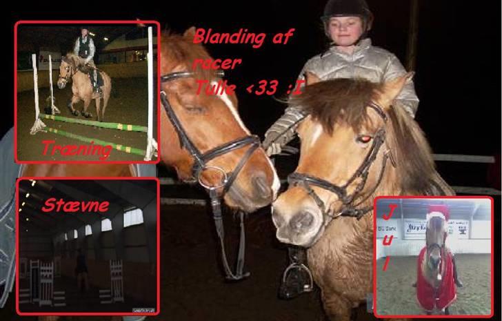 Anden særlig race Tulle (: - Solgt - Velkommen til Tulle´s profil. Læg en kommentar + en bedømmelse så bliver vi glade <33 Billede lavet af: Lærke billede 1