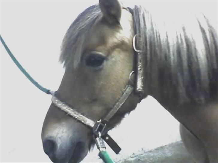 Anden særlig race Tulle (: - Solgt - Pulle på staldgangen <33 Foto: Lærke billede 2