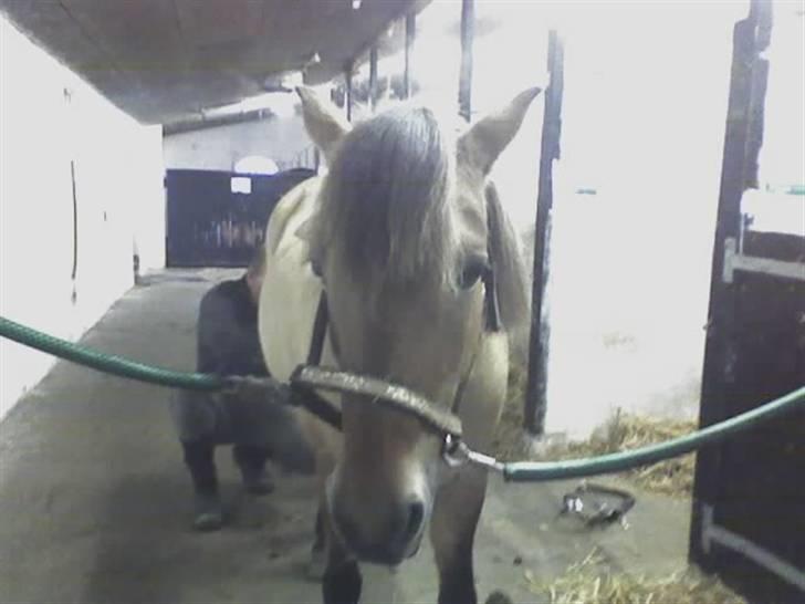 Anden særlig race Tulle (: - Solgt - Pulle får klippet hale og bliver fin <33 Foto: Lærke billede 3