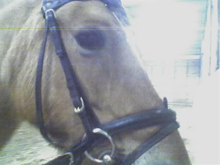 Anden særlig race Tulle (: - Solgt - Pulle til undervisning <33 Foto: Sophie billede 4