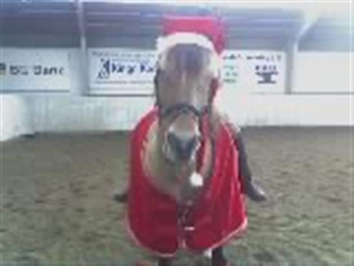 Anden særlig race Tulle (: - Solgt - Pulle i jule humør <33 Foto: Lærke billede 5