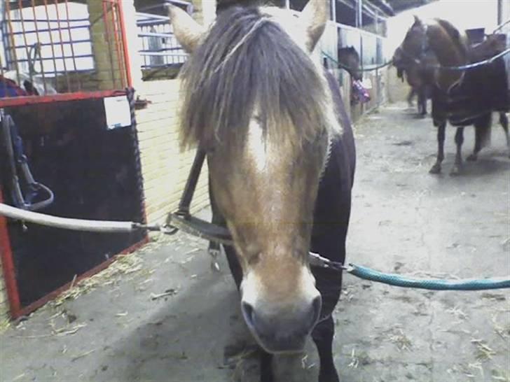 Anden særlig race Tulle (: - Solgt - Pulle står og sover på staldgangen <33 Foto: Lærke billede 6