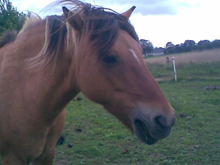 Anden særlig race Tulle (: - Solgt - Pulle er på fold <33 Foto: Ditte billede 7