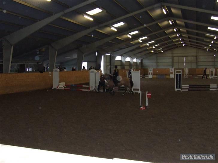 Anden særlig race Tulle (: - Solgt - Pulle til stævne i Hinnitus med Lærke <33 Foto: Mille Würtz billede 8