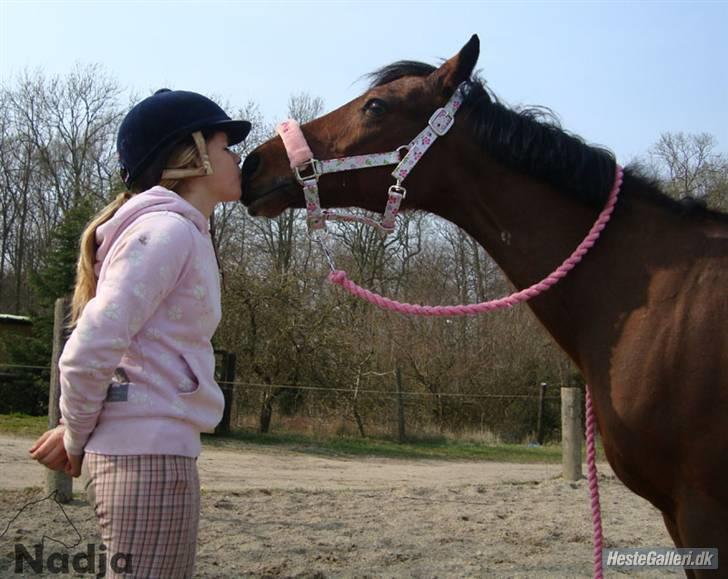 Tysk Sportspony P-tim | B-pony | SOLGT! - mit livs kærlighed ! billede 1