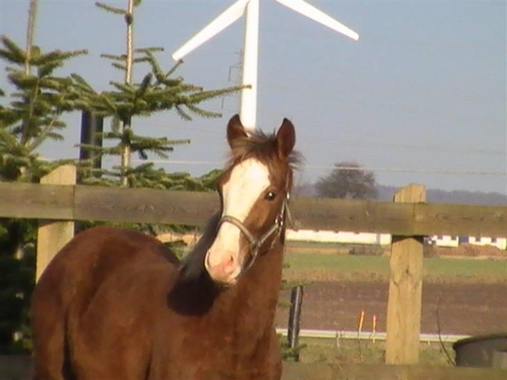 Dansk Varmblod Don Diamante billede 5