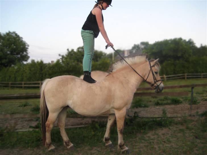 Fjordhest Zitta ~MIN BEDSTE VEN~ - 7# Godt tegn på tillid mellem hest og rytter :) <3  ~~~ Foto: Cecilie Nicolajsen billede 7