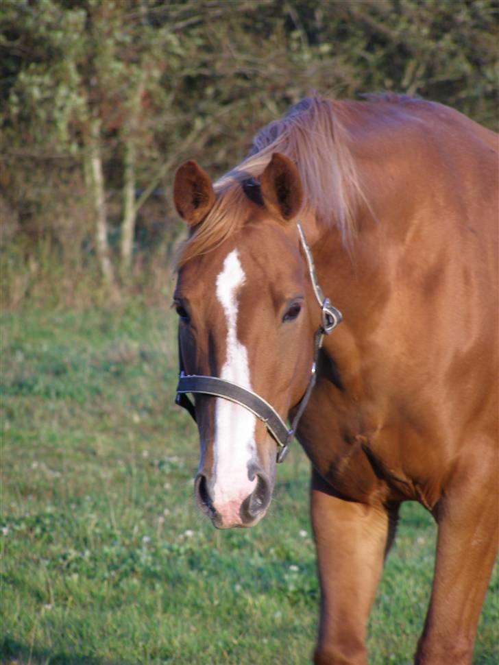 Dansk Varmblod Vanessa-B - Velkommen til Vanessa-B ´s profil billede 1