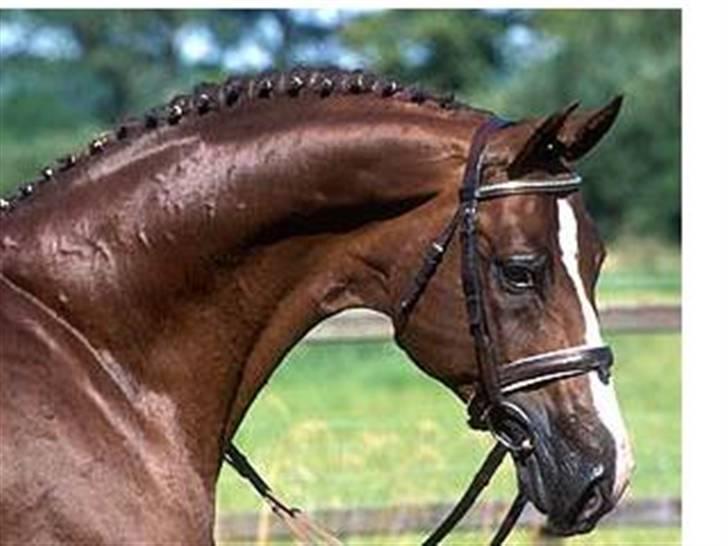 Dansk Varmblod Vanessa-B - A jungle prince. Vanessa´s far. billede 4