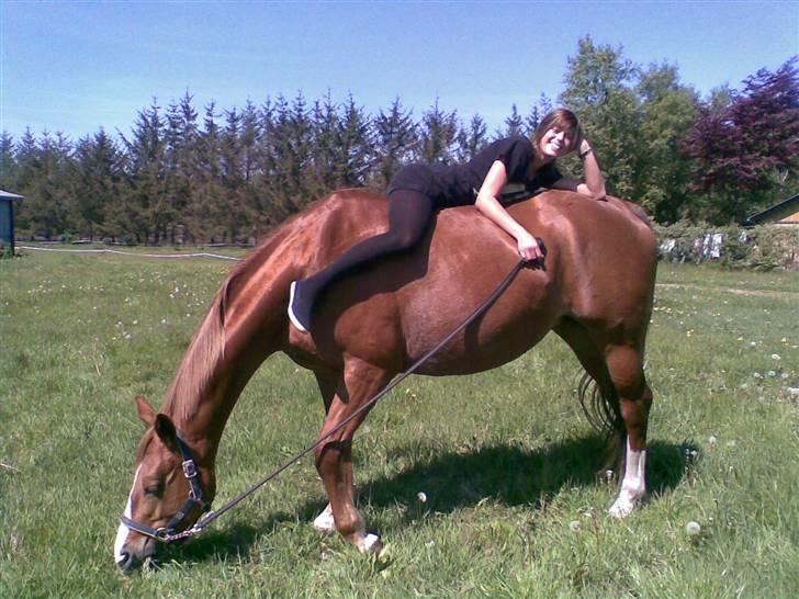 Dansk Varmblod Vanessa-B - Vanessa på fold billede 7