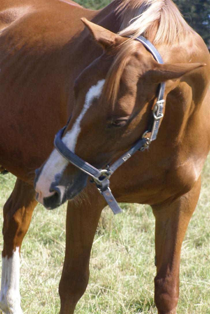 Dansk Varmblod Vanessa-B - =D billede 9