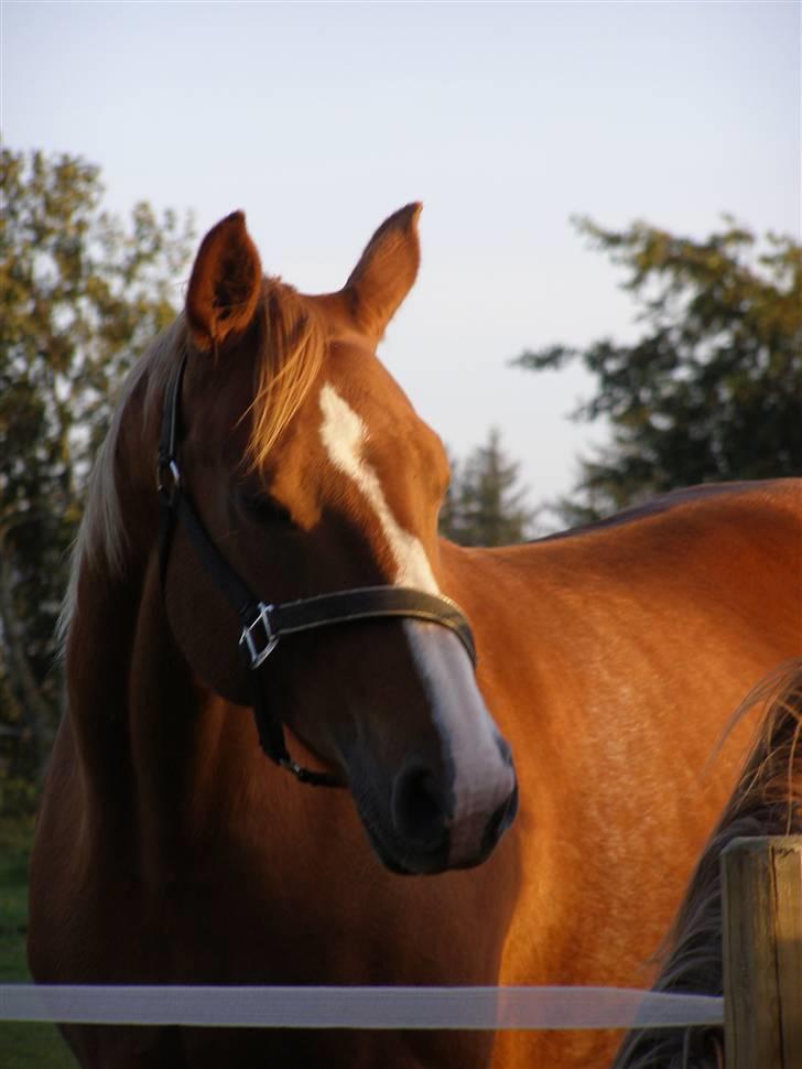 Dansk Varmblod Vanessa-B billede 12