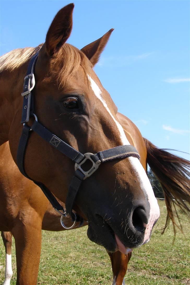 Dansk Varmblod Vanessa-B billede 13