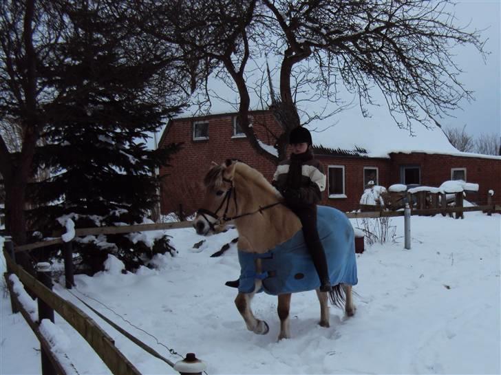 Fjordhest Zitta ~MIN BEDSTE VEN~ - 9# Da jeg red i  50 cm høj sne med Freja, efter hun havde haft 5 dages snefri <3  ~~~ Foto: Cathrine Jørgensen billede 9