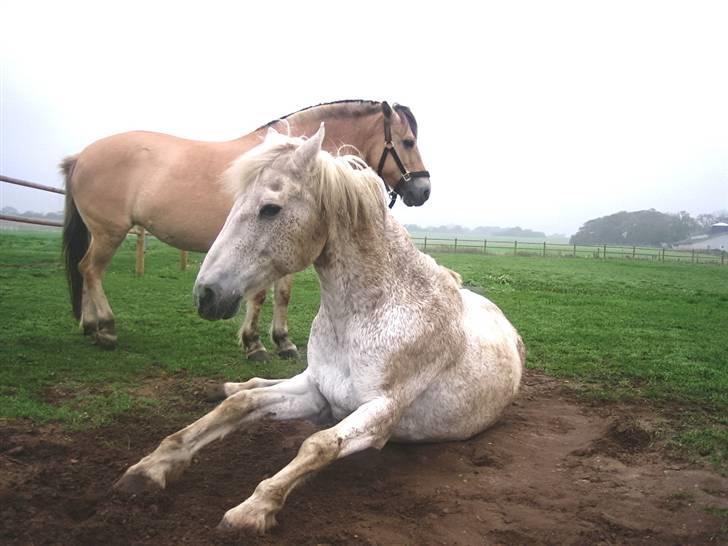 Connemara Shadow R.I.P. - På fold med Sille billede 20