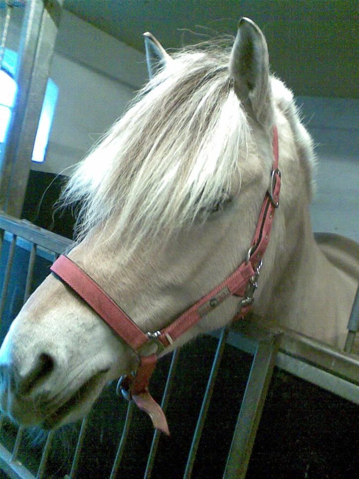 Fjordhest Birkegårdens Dixie - RIP - nu kommer maden . :) En smuk hest var hun! billede 14