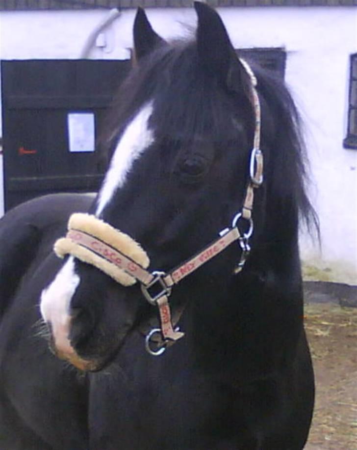 Anden særlig race Cisco <3 Tidl. Part :´( Miss You - 2# Neej i har ALDRIG set sådan en smuk smuk pony i hele verden <3 :) billede 2