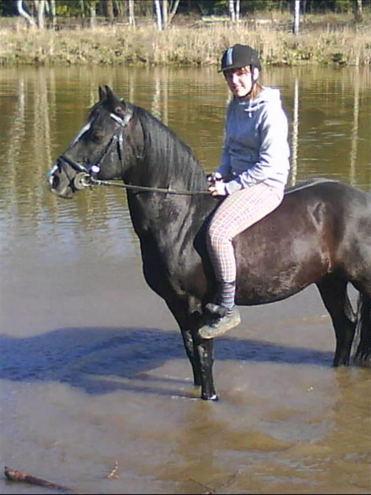 Anden særlig race Cisco <3 Tidl. Part :´( Miss You - 4# Pony og jeg i badesøen :) <3 han elsker at gå i vandet <3 XD billede 4