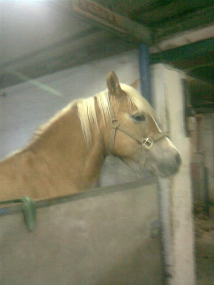 Haflinger Amanda - Nu med føl <33 billede 9