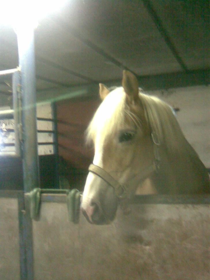Haflinger Amanda - Nu med føl <33 billede 10