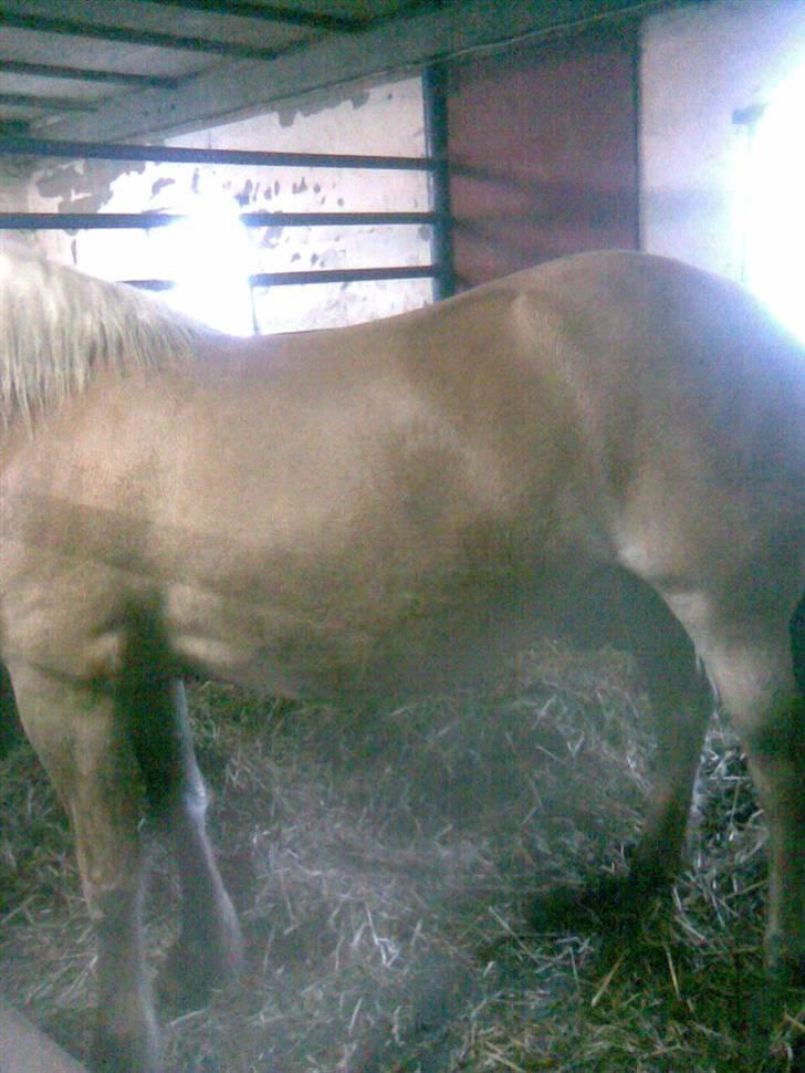 Haflinger Amanda - Nu med føl <33 - Amandamusen mave.. med det bette føl i =0D billede 11