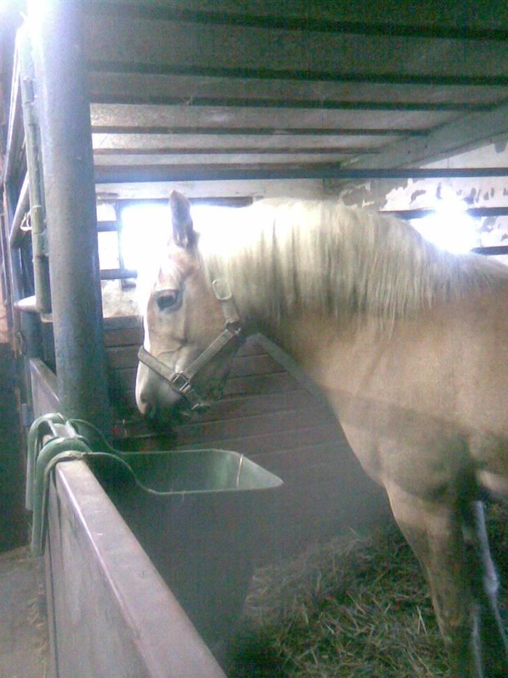 Haflinger Amanda - Nu med føl <33 billede 12