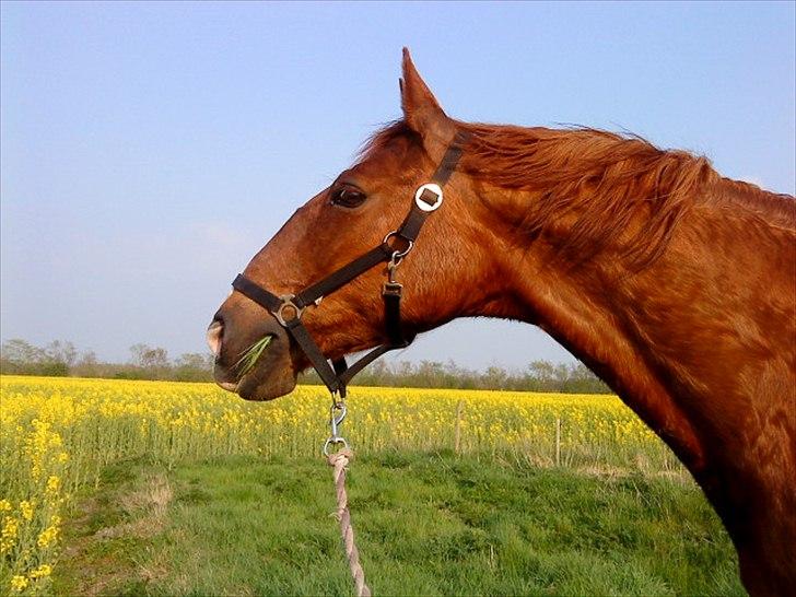 Frederiksborg <3 Skovbækkens Lexi <3 billede 2